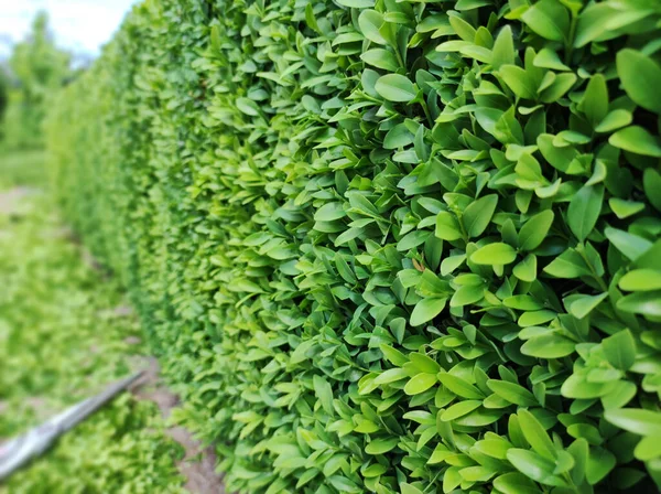 Boxwood buske, gröna blad buske konsistens, suddig bakgrund. Styckning och beskärning av buxbom. — Stockfoto