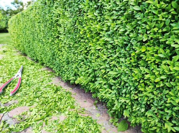 Boxwood bush, zielone liście Bush tekstury, rozmyte tło. Cięcie i przycinanie bukszpanu. — Zdjęcie stockowe