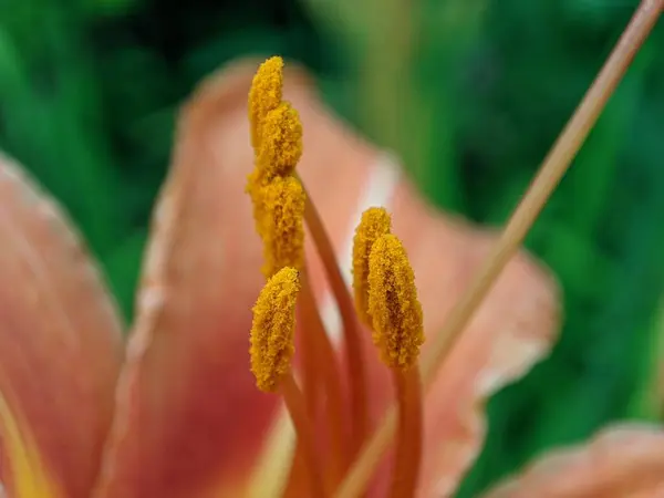 Primavera flores dia lírio abertura. Floração de belas flores — Fotografia de Stock