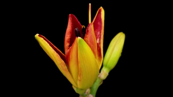 Lente bloemen dag lelie opening. Bloeiend mooie bloemen op zwarte achtergrond. Tijdsverloop. — Stockvideo