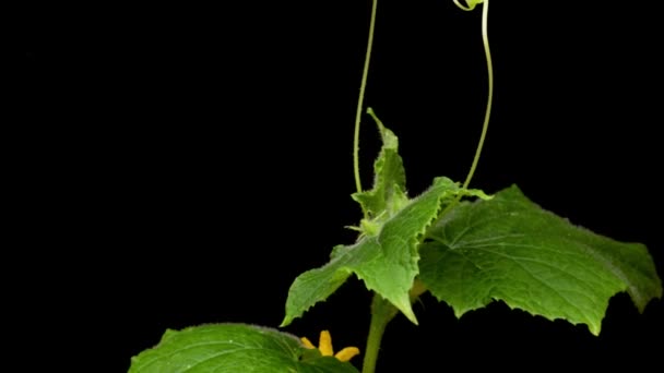 Plantas en crecimiento en primavera timelapse. Planta de pepino en agricultura de invernadero, agricultura de jardinería. Planta de pepino sobre fondo negro. — Vídeo de stock