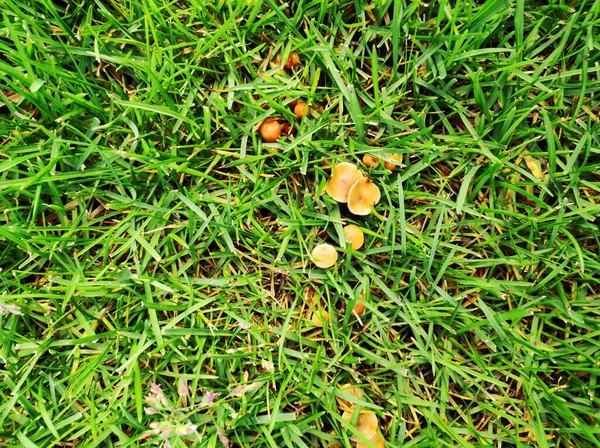 Wild mushroom growing in lawn. Lawn in bad condition and need maintaining. — Stock Photo, Image