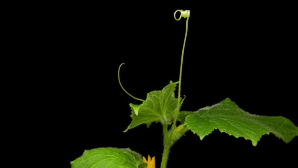 在春天的时间里种植植物。温室农业中的黄瓜植物,使农业绿化.黑色背景的黄瓜植物. — 图库视频影像