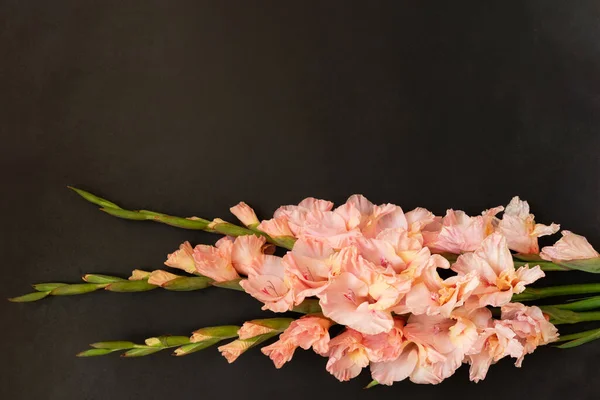 Pink gladioluses on black background. Gladiolus with copy space. Greeting card fo Valentines day, mothers day. Flat lay, top view. Frame of flowers. — Stock Photo, Image