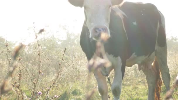 Salida del sol en el fondo de un prado con una vaca en la niebla. — Vídeo de stock