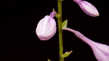 Açan çiçek, zaman aşımı. Siyah arkaplanda açan mor hosta çiçeğinin zamanı.