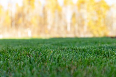 Sonbahar mevsimi, bahçede çim biçme..