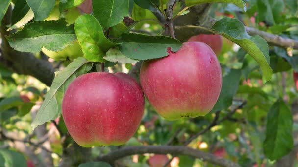 Hombre recogiendo manzana roja en el jardín. Manzanas maduras jugosas en rama en huerto. — Vídeos de Stock