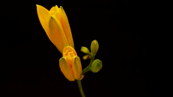 Jarní květinový den otevírání lilií. Kvetoucí krásné květiny na černém pozadí. Včasná. — Stock video