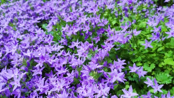 Campo de flores azuis sinos no vento balançando de perto. Conceito: meio ambiente, natureza, flores, primavera. — Vídeo de Stock