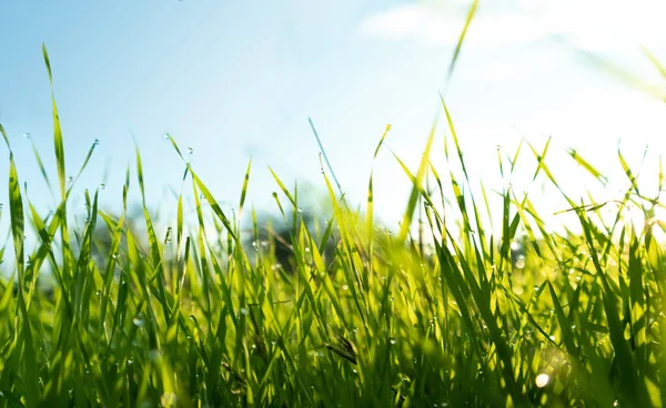 Spring season sunny morning in the garden, lawn with drops of water dew. Lawn blur with soft light for background. — Stock Photo, Image