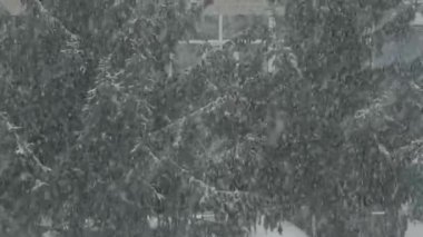 Kış günü çam ağaçlarına şiddetli kar yağar. Kalın kar taneleri dalları kaplayarak, barışçıl bir soğuk atmosfer ve doğal kış ortamı yaratır.