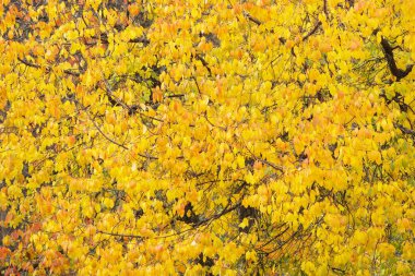 Altın çalılık, parlak sarı sonbahar yapraklarıyla yumuşak, bulanık bir arka planda. Mevsimlik yapraklar ılık tonlarda, değişimi, doğayı ve sonbaharın güzelliğini sembolize eder..