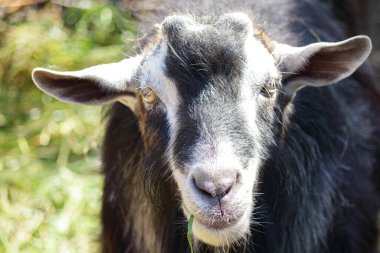 Kırsal kesimde ot yiyen kahverengi bir keçinin yakın çekimi. Yeşil otlakta duran çiftlik hayvanı, tarımın, köy hayatının ve organik çiftlik hayvanlarının sembolü.