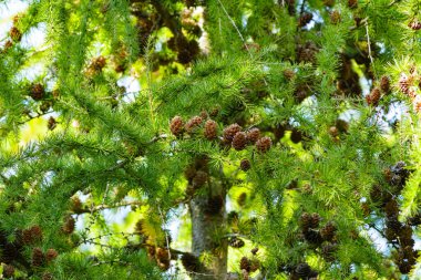 Yeşil iğneli ve güneş ışığıyla aydınlatılan kahverengi kozalaklı karaçam ağacı dallarına yakın çekim. Sonbahar mevsiminde kozalaklı ağaç detaylarıyla doğal orman arka planı