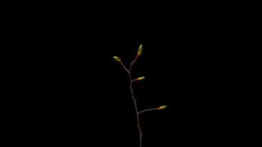 Yaprakların siyah arkaplanda açılması zaman aşımı. Dalda Yaprakların Bahar Zamanı.