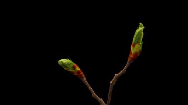 Yaprakların siyah arkaplanda açılması zaman aşımı. Dalda Yaprakların Bahar Zamanı.