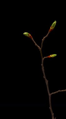 Yaprakların siyah arkaplanda açılması zaman aşımı. Dalda Yaprakların Bahar Zamanı.