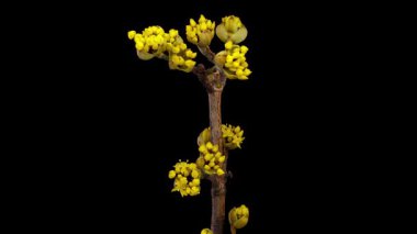 Siyah arka planda çiçek açan Dogwood 'un zaman atlaması. Columbine çiçeklerinin ilkbahar zamanı.