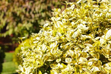 Güneş ışığında yeşil ve sarı yapraklı altın öonymus çalısı. Kalın yapraklı, parlak desenli ve doğal arka planlı süs bahçesi bitkisi..