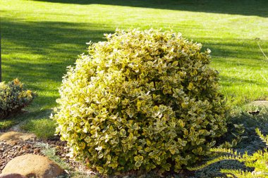 Güneş ışığında yeşil ve sarı yapraklı altın öonymus çalısı. Kalın yapraklı, parlak desenli ve doğal arka planlı süs bahçesi bitkisi..