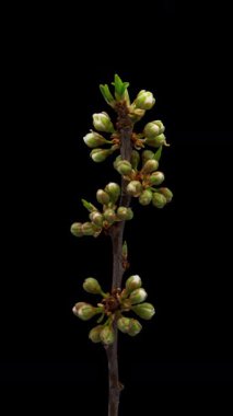 Siyah arka planda çiçek açan eriğin zaman aralığı. Kiraz çiçeklerinin ilkbahar zamanı.