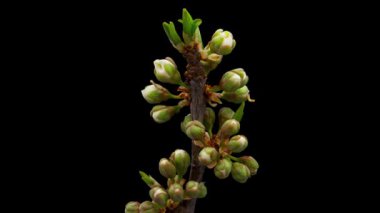 Siyah arka planda çiçek açan eriğin zaman aralığı. Kiraz çiçeklerinin ilkbahar zamanı.