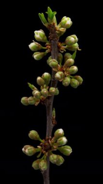 Siyah arka planda çiçek açan eriğin zaman aralığı. Kiraz çiçeklerinin ilkbahar zamanı.