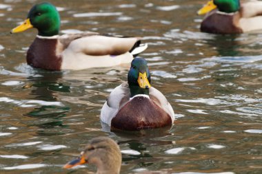 Gölette yüzen bir grup yaban ördeği. Yeşil başlı erkek ördekler ve kahverengi tüylü dişiler dalgalı suda birlikte yüzerler. Doğal bir vahşi yaşam sahnesi.
