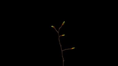Yaprakların siyah arkaplanda açılması zaman aşımı. Dalda Yaprakların Bahar Zamanı.