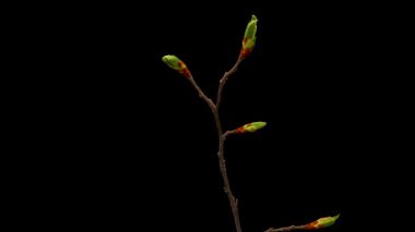 Yaprakların siyah arkaplanda açılması zaman aşımı. Dalda Yaprakların Bahar Zamanı.