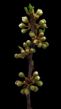 Siyah arka planda çiçek açan eriğin zaman aralığı. Kiraz çiçeklerinin ilkbahar zamanı.