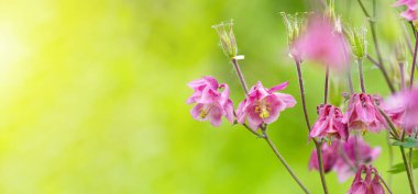 Bahar bahçesinde açan pembe sütunlu çiçekler. Yumuşak taç yaprakları ve yeşil saplı narin çiçekler bulanık doğal bir arka plana karşı nazik bir çiçek manzarası oluşturur.