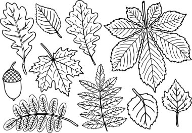 Sayfa boyama çizilmiş vektör. Koleksiyonum siyah ve beyaz sonbahar yaprakları.