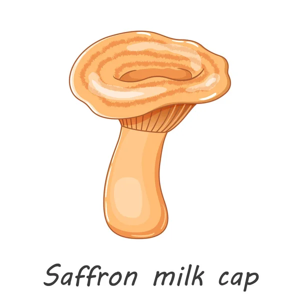 Vector mushroom isolated on white. Edible mushroom saffron milk cap. Flat cartoon style — Stockvector