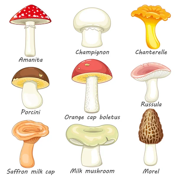 Vektorová sada hub izolovaná na bílém. Amanita, mléčná houba, chanterelle, porcini, champignon, russula, šafránová mléčná čepice, pomerančová čepice boletus, morel — Stockový vektor