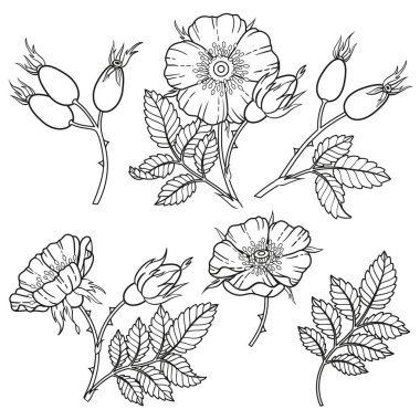 Siyah ve beyaz gül çiçekleri, dallar ve yapraklar. Vektör beyaz arkaplanda izole edildi. Boyama kitabı, kozmetik, ilaç, çay, düğün davetiyesi ve kartlarının ambalaj tasarımı için elementler