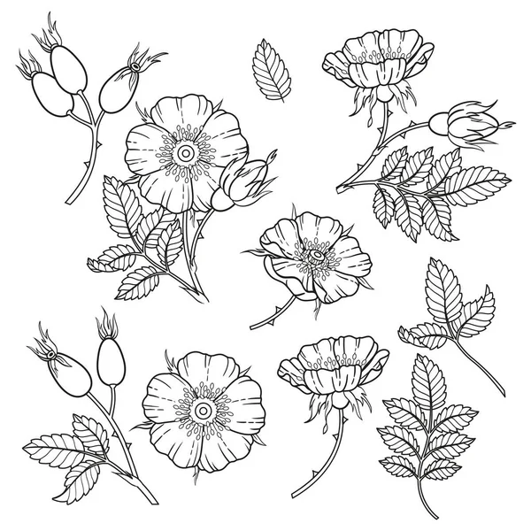 Black and white dog-rose flowers, branches and leaves. Vector isolated on white background. Coloring book, elements for packaging design of cosmetics, medicine, tea, wedding invitetion and cards — Stock Vector