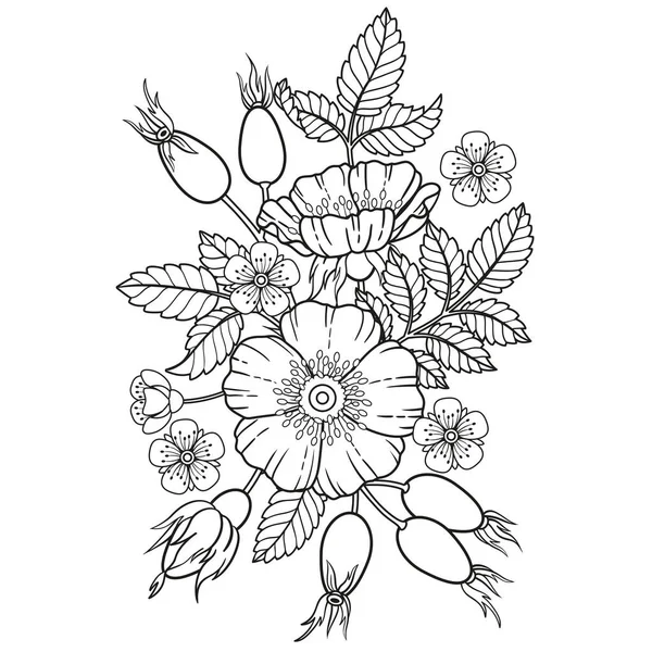 Fekete-fehér kutyás rózsa virágcsokor, ágak és levelek. Fehér alapon izolált vektor. Színezés, kozmetikai termékek, gyógyszerek, tea, meghívók és kártyák csomagolásának elemei — Stock Vector