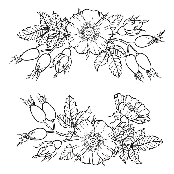Borders of dog-rose flowers, branches and leaves. Vector isolated on white background. Coloring book for adults, elements for packaging design of cosmetics, medicine, tea, wedding invitetion and cards — Stock Vector