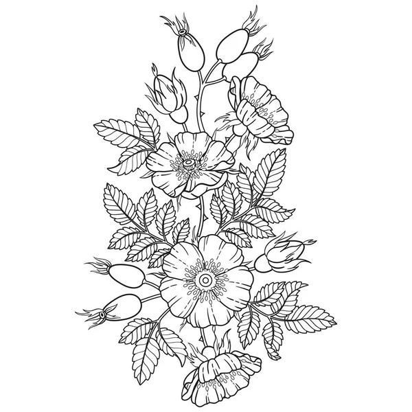Boquet of Black and white dog-rose flowers, branches and leaves. Vector isolated on white background. Coloring, elements for packaging design of cosmetics, medicine, tea, invitetion and cards Royalty Free Stock Illustrations