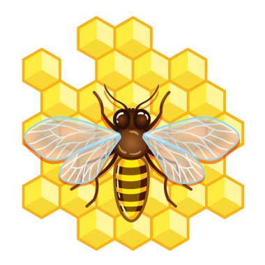 Ballı bal peteği üzerinde arı