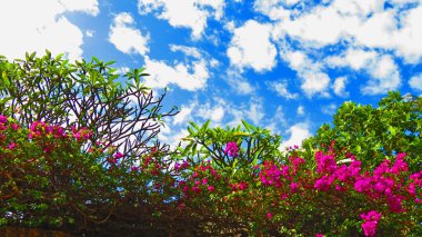 Gökyüzü, ağaçlar ve çiçekler