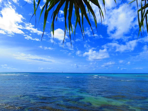 Oceaan onder de palmbomen — Stockfoto