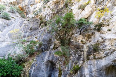 Açık Gri Kayalık Yüzlü Fırça ve İnce Dalların Yakın Çekim Detayları