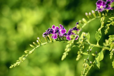 Eflatun Duranta Erecta çiçekler Duranta Erecta ağaçta, yakın kadar 