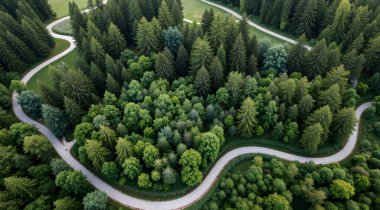 Yollu güzel yeşil orman