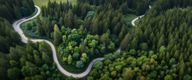 road in the green forest, aerial view