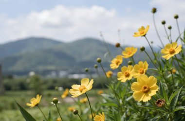 Bahçedeki güzel çiçekler