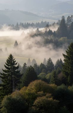 a beautiful shot of a foggy morning with a forest on the background